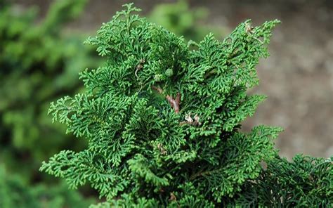 Buy Koster Hinoki Cypress Free Shipping Wilson Bros Gardens