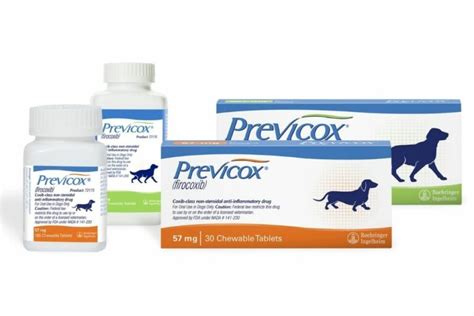 10 Best Arthritis Medications for Dogs | Great Pet Care