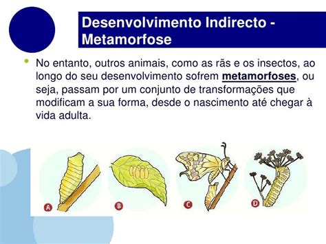 Metamorfoses