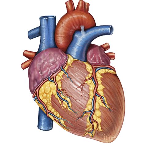 Human Heart Png Transparent Images Pictures Photos