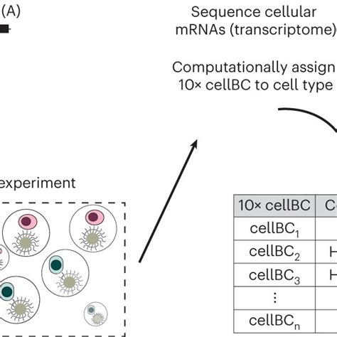 A Single Cell Massively Parallel Reporter Assay Detects Cell Type