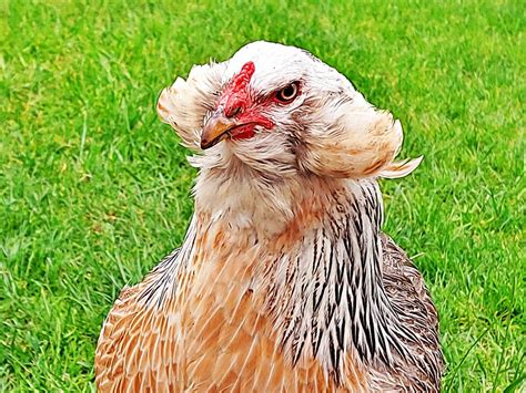 Araucana Chicken Appearance Personality And Care Know Your Chickens
