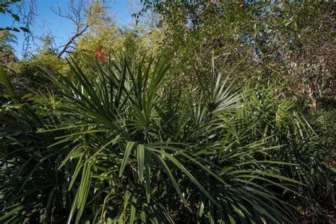 Large Sabal Palmetto In Southern Oklahoma COLD HARDY PALMS PalmTalk