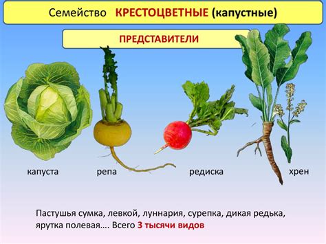 Характеристика семейств цветковых растений - презентация онлайн