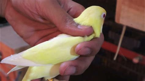 Decino Creamino Albino Lovebirds Pale Fallow Fischeri Breeding