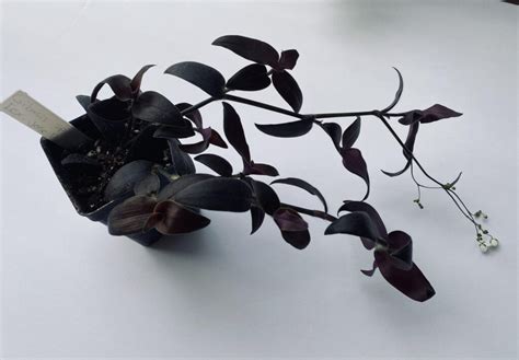 Black Tradescantia Jose Puig Gibasis Wandering Jew Red Gem Burgundy