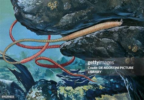 Palolo Worm Photos And Premium High Res Pictures Getty Images