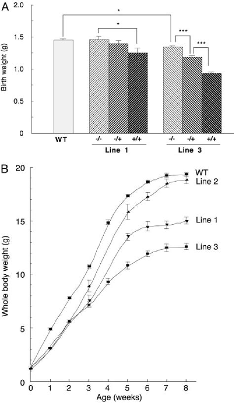 PDF Insulin Like Growth Factor Binding Protein 5 Igfbp5 Compromises