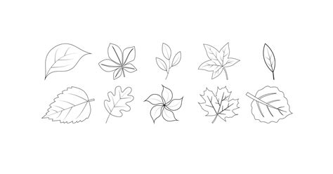 Line Set Of Leaf Icons Maple Leaf Leaves Herbs Chestnut Acorn In