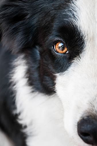 Portrait Of A Border Collie Eye Close Up Stock Photo - Download Image Now - Animal Body Part ...