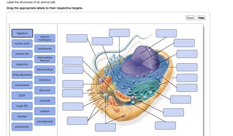 Solved Label The Structures Of An Animal Cell Drag The