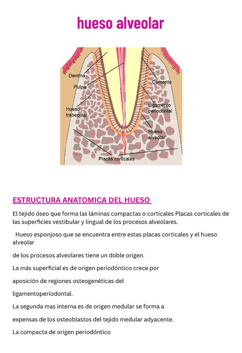 Hueso Alveolar Anatomia Hueso Alveolar Estructura Anatomica Del