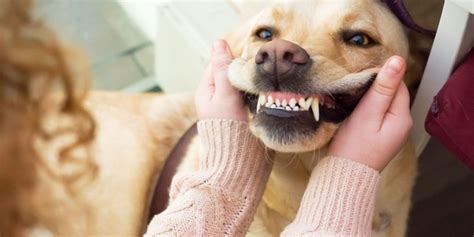 Você sabe como prevenir tártaro em cachorros PetIndica