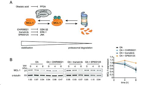 Pp2a Reverses Mcl 1 Phosphorylation By Jnk A Model Of Mcl 1 Download Scientific Diagram