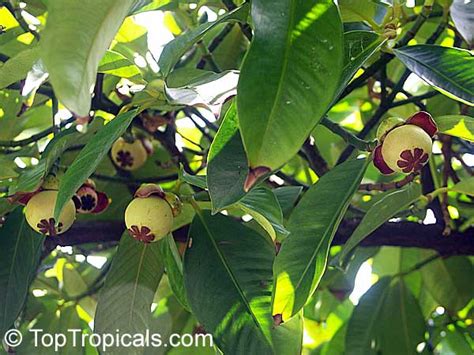 Garcinia mangostana, Mangosteen