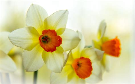 🔥 [30+] Spring Daffodils Wallpapers | WallpaperSafari