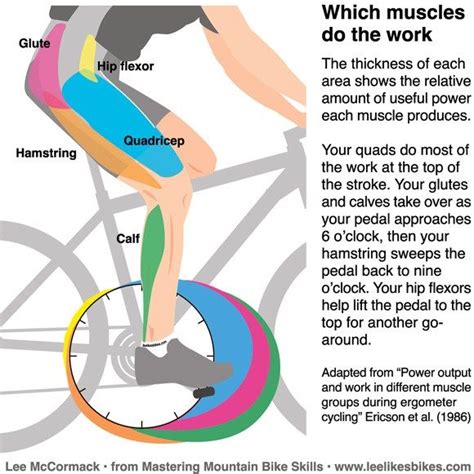 Muscle Groups Used In Triathlon Swimming Cycling Running Biking