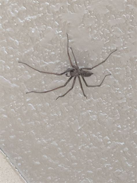 Spiders In Oregon Species And Pictures