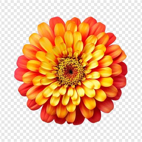 Flor De Zinnia Png Isolada Em Fundo Transparente PSD Premium