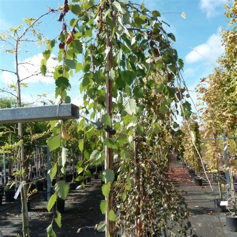 Betula Nigra ‘summer Cascade