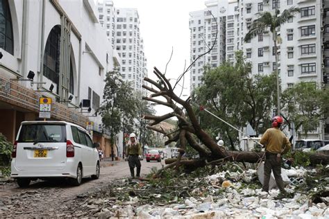 Typhoon damage to Hong Kong trees: did long-term neglect play a role ...