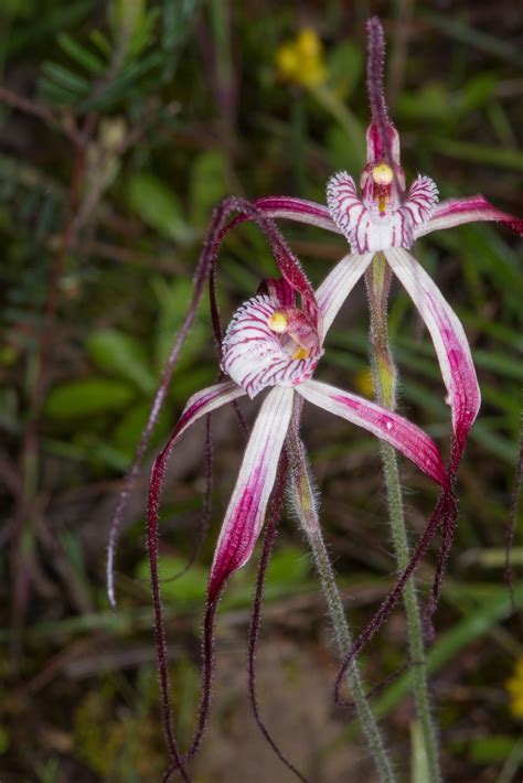 Western Australian Native Orchids — Jak and Corinne