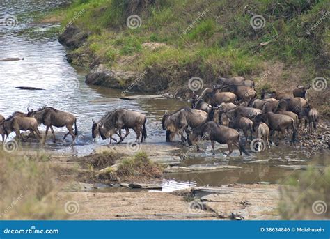 Wild Beest Migration In Tanzania Stock Photo Image Of High Group