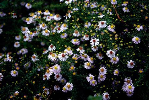 Symphyotrichum &Ringdove& (_ericoides_ hybrid) | aster &Ringdove ...