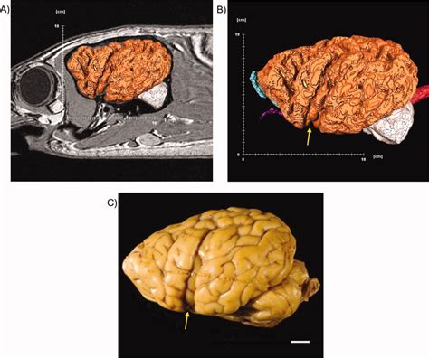 Neuroanatomy And Volumes Of Brain Structures Of A Live California Sea