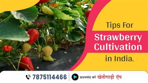 Tips For Strawberry Cultivation In India Khetigaadi Blog