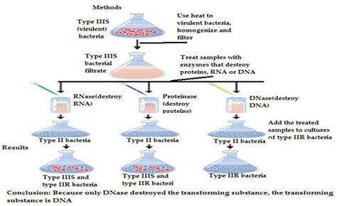 Colin MaLeod and Maclyn McCarty experiment showing as DNA is a ...