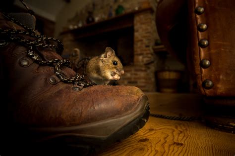 6 Common Rodents Found In Tennessee Homes Picture Identification