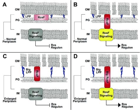 RcsF signaling is altered by a change in size of the periplasmic space ...