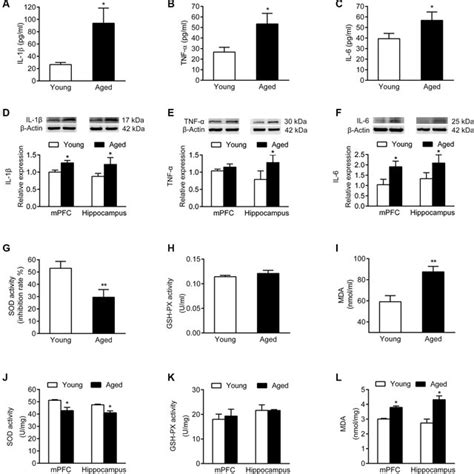 Inflammatory Cytokines And Oxidative Stress Markers In Serum And Brain