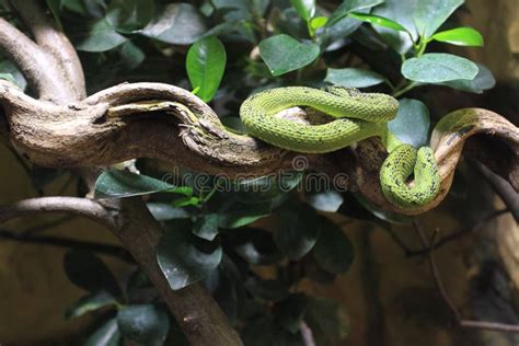Great Lakes Bush Viper Stock Image Image Of Bush Atheris 62309219