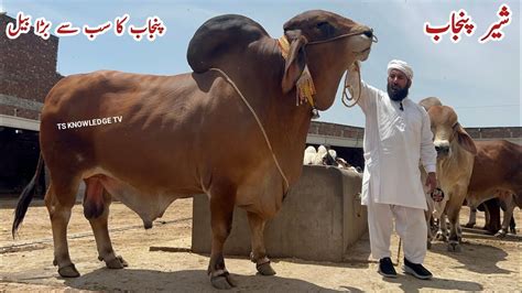 Punjab Biggest Bull Sher E Punjab Of Mujahid Khalid Cattle Farm