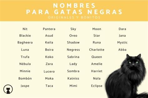 Nombres Para Gatas Negras Originales Bonitos Y Con Significado