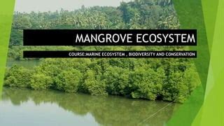 Mangrove Ecosystem: Habitat and Biodiversity | PPT