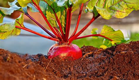 Elizabeth Waddington Grows Delicious Beetroot Every Year - Here's How ...