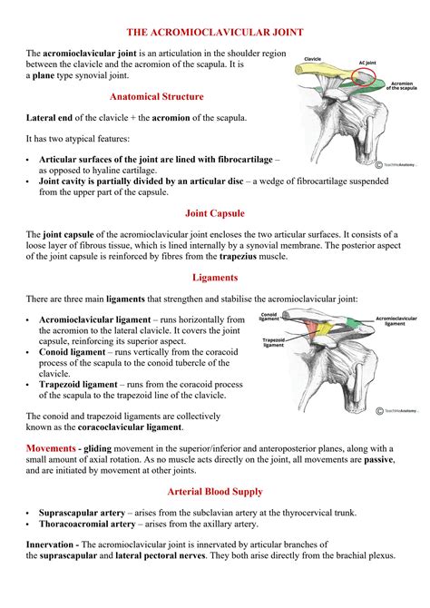 Solution Joints Of The Upper Limb Acromioclavicular Sternoclavicular