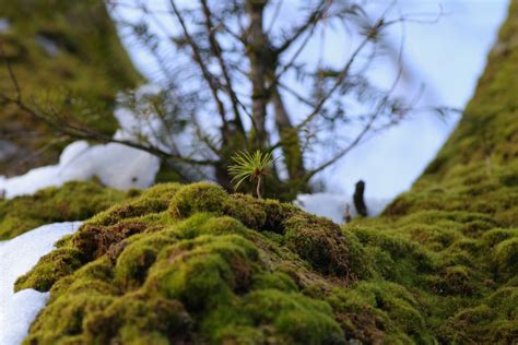 苗床 ture Japan Nature Photographs