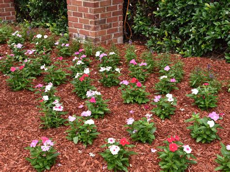 Annual Flowering Vinca Shine In Warm Weather Mississippi State