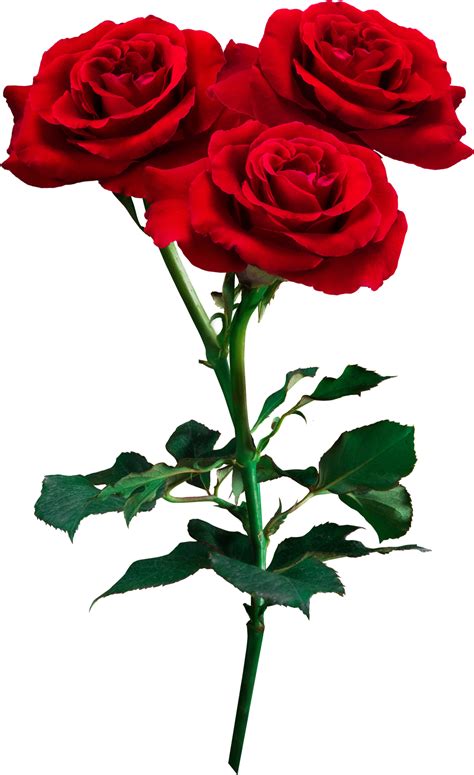 Love Rose Flower Images Photos Best Flower Site