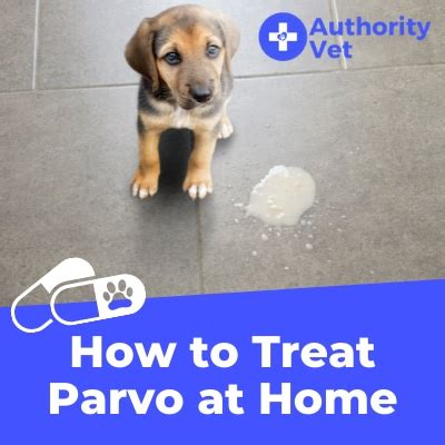 how to treat parvo at home