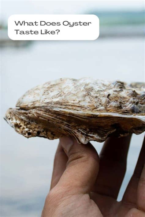 What Does Oyster Taste Like? A Guide for Novices