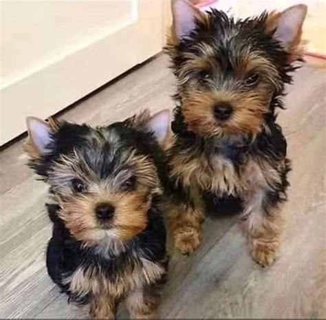 Yorkshire Terrier Puppies For Sale Huntsville Al 389655