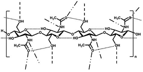 Hydrogen Bonding Network In Chitin Promotes Organization Into Fibrils