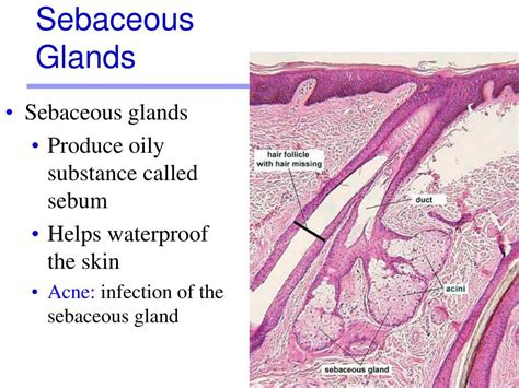 Ppt Lab Activity 5 Powerpoint Presentation Free Download Id249825