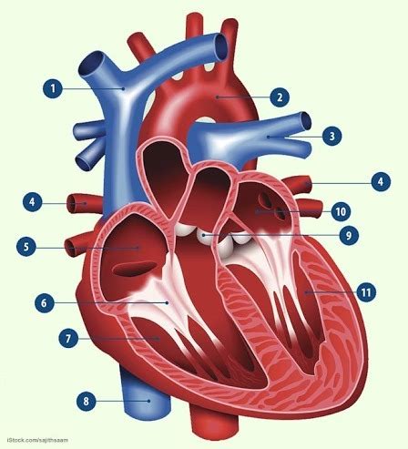 Opbouw Hart Diagram Quizlet