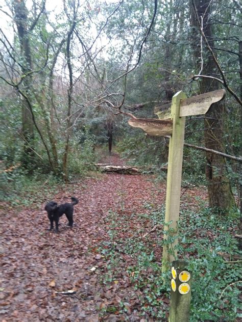 Dog walk at Plaitford Green - Melchet Court, HampshireHampshire